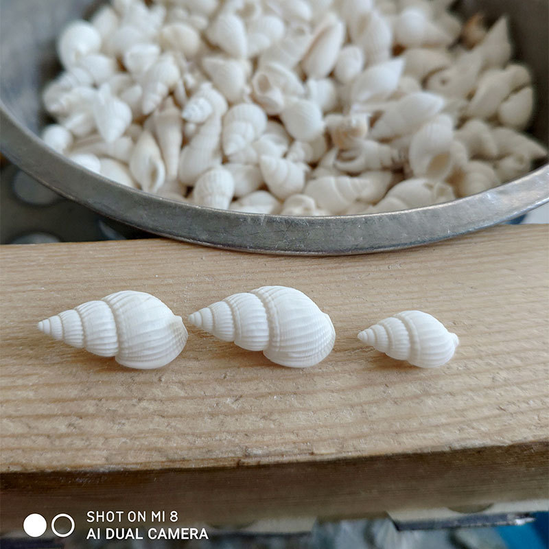 Натуральные раковины Zeuxis и  – обзор и цена Marine Aquarium Mini